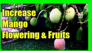 How To Increase Mango Production  Force Mango Tree To Flower [upl. by Gebler151]