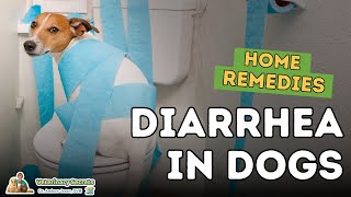 Diarrhea in Dogs How To Quickly Treat At Home [upl. by Atinuahs]