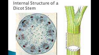 Plant Parts and Functions [upl. by Suoiluj]