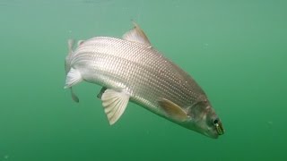 Fishing for Lake Whitefish in Washington [upl. by Balf]