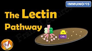 The Lectin Pathway or The MBL Pathway The Complement System Part III FLImmuno15 [upl. by Clothilde]