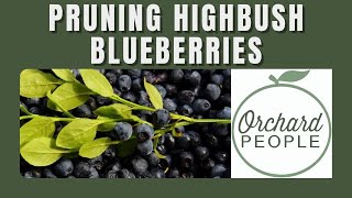 How to Prune Highbush Blueberry Bushes [upl. by Horvitz192]