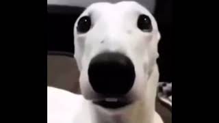 White dog shivering meme 1 HOUR [upl. by Anilram359]