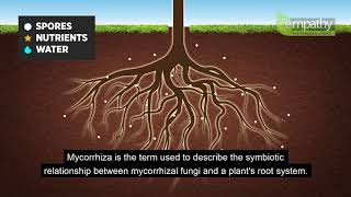 Mycorrhizal Fungi Animation [upl. by Catherine]