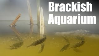 Native Brackish Aquarium with Sticklebacks [upl. by Anol540]