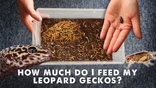 How Much amp What I Feed My Leopard Gecko  UPDATED [upl. by Eillit]