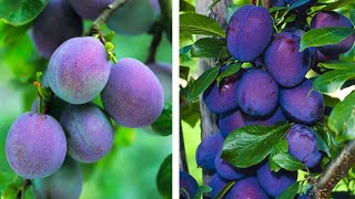 How to Plant Plums Easy Fruit Growing Guide [upl. by Eniortna]