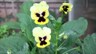 How to Grow Pansies from Seed [upl. by Atalayah]