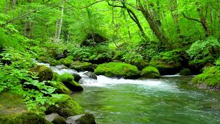 Mountain Stream in Green Forest Nature Sounds Flowing River Stream White Noise 10 hours to Sleep [upl. by Leasia]