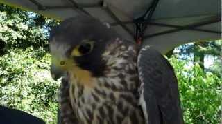 Peregrine Falcon Makes Sounds [upl. by Chew]