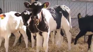 dehorning calves without pain killers [upl. by Ttam]