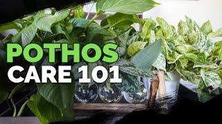 Pothos Care 101 Is This the Easiest Houseplant to Care For [upl. by Kimball]