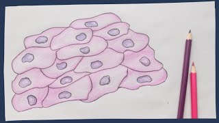 Epithelium the basics  Biology tutorial [upl. by Cedell]