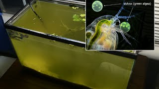 Raising Daphnia for the Freshwater Aquarium [upl. by Ainimre]