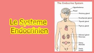 le système endocrinien [upl. by Adnowal]