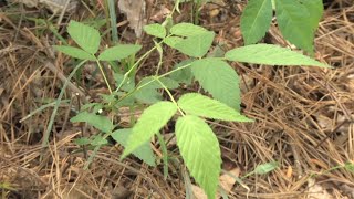 Walter Reeves – How To Identify amp Remove Poison Ivy [upl. by Calia]