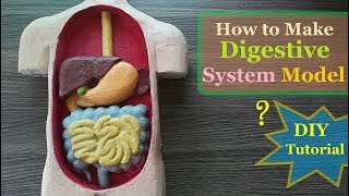 How to make Digestive System 3d Model [upl. by Ytteb]