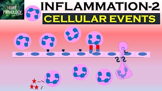 INFLAMMATION Part 2 Cellular Events Leukocyte Recruitment [upl. by Ateuqahs]