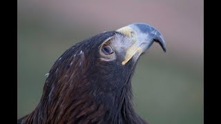 Bald eagle  Golden eagle comparison [upl. by Vander]