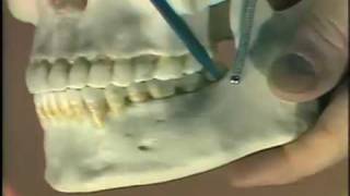 Dental Anatomy Introduction [upl. by Henn]