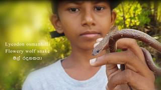 මල් රදනකයා Lycodon osmanhilli Flowery wolf snake [upl. by Adnolat]