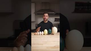 I Cooked the World’s CRAZIEST Eggs [upl. by Aday496]