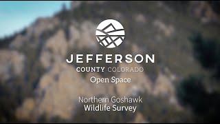 Northern Goshawk  Wildlife Survey [upl. by Rennat]