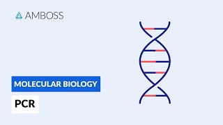 Polymerase Chain Reaction PCR DNA Amplification [upl. by Oek]