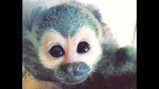 Baby Squirrel Monkey FIRST BATH [upl. by Intruok692]