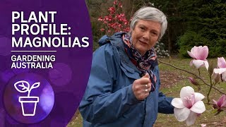 Plant Profile Caring and Planting Magnolias [upl. by Wall497]