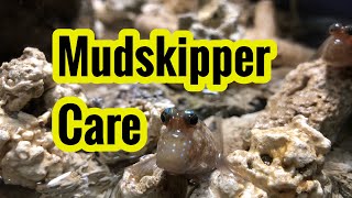 Caring For Mudskipper And Puffer Brackish Tank [upl. by Nirehtak]