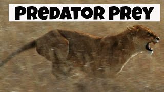 Predator Prey Interactions  Basic Ecology [upl. by Phila258]