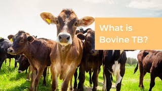 What is Bovine TB [upl. by Thecla]