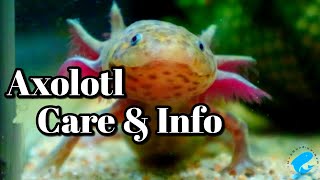 Axolotl Care and Information Ambystoma mexicanum Aka quotThe Mexican Walking Fish [upl. by Spanos]