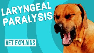 Laryngeal Paralysis in Dogs [upl. by Ainot]