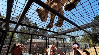 Lion Encounter Orana Wildlife Park Christchurch NZ Jan 2020 [upl. by Albertina]