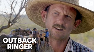 A tough crew muster feral cattle in outback Australia  Outback Ringer [upl. by Gustave]