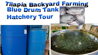 Tilapia basic tips tagalog hatchery Tour [upl. by Kramer]