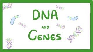 GCSE Biology  DNA Part 1  Genes and the Genome 63 [upl. by Fregger410]