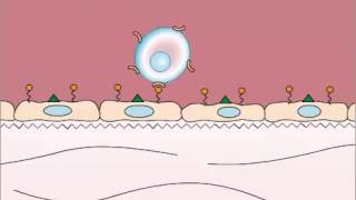 Adhesion in Leukocyte Extravasation [upl. by Cirdahc]