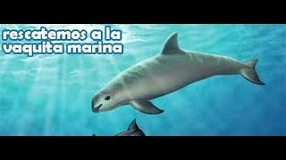 Documental sobre la vaquita marina [upl. by Anirahs]