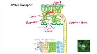 CohesionTension Theory of Transpiration A Level Biology [upl. by Eladnyl]