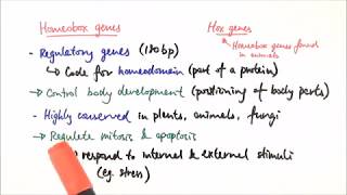 A2 Biology  Homeobox genes OCR A Chapter 193 [upl. by Hsak758]