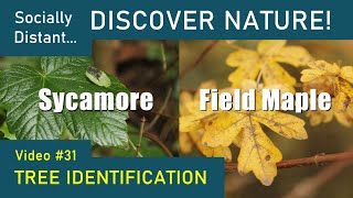 How to identify UK trees Sycamore and Field Maple [upl. by Lleynad]