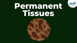 What are Permanent Tissues  Dont Memorise [upl. by Dnalsor966]