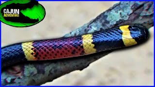 North Americas most VENOMOUS SNAKE  The Coral Snake [upl. by Iorio]