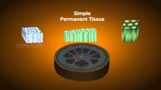 Plant Tissues  Class 9 Tutorial [upl. by Lleinad]