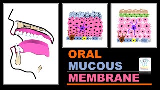 Oral mucous membranetypes amp histology [upl. by Roselane]