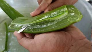 How to make Aloe Vera juice to drink at home [upl. by Aicineohp]