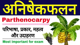 अनिषेकफलन की परिभाषा प्रकार महत्व और उदाहरण  parthenocarpy in hindi  anishekfalan  class 12 [upl. by Avrom]